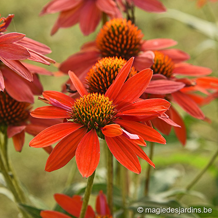 Snijbloemen